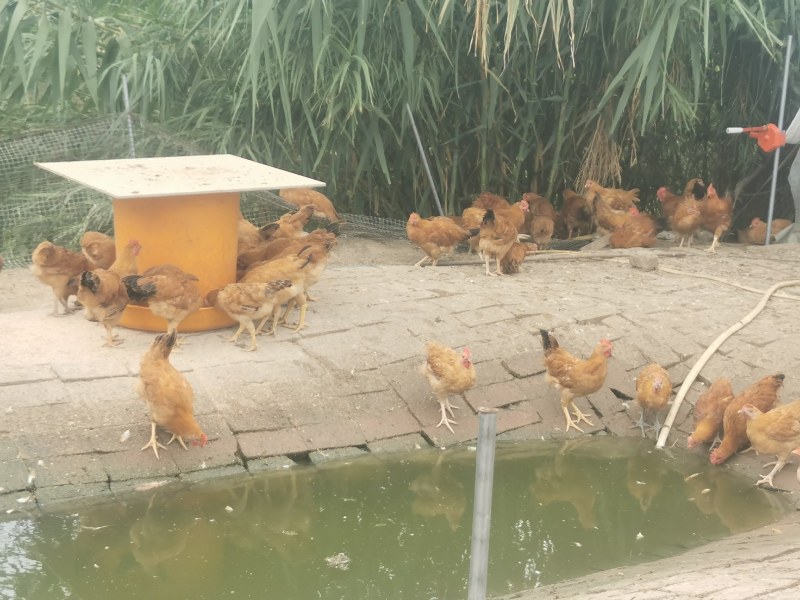 苏北正宗散养土鸡/走地鸡/欢迎大家前来咨询选购
