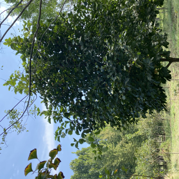 紫玉兰、白玉兰基地大量出售，树形优美，价格优惠