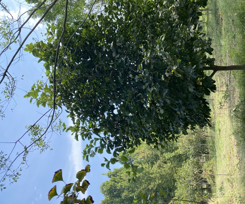 紫玉兰、白玉兰基地大量出售，树形优美，价格优惠