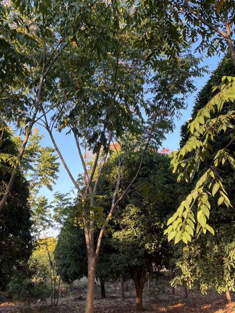 栾树