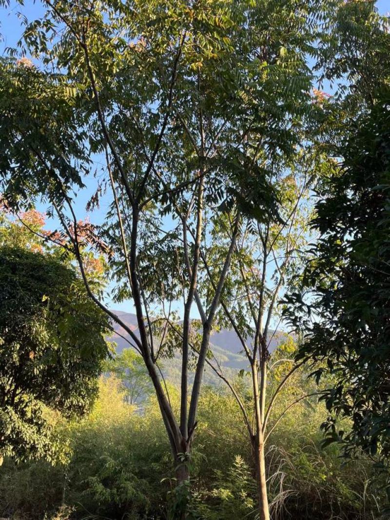 栾树