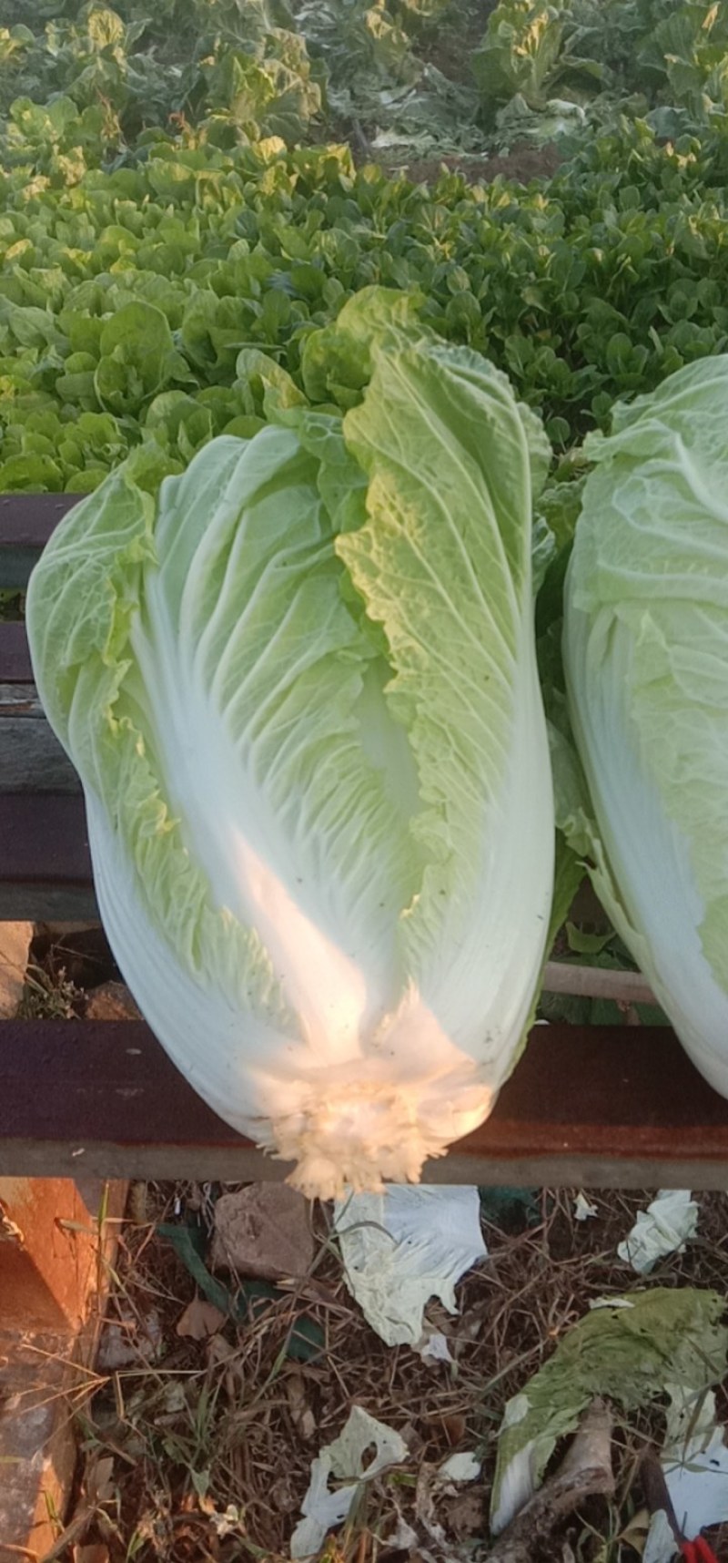 大白菜上市中