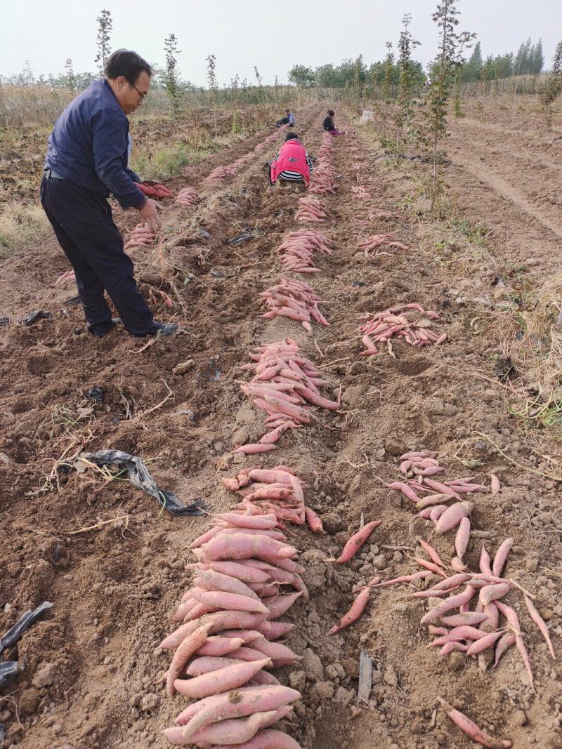 后张邵三联合作社红薯基地，西瓜红火热出货中