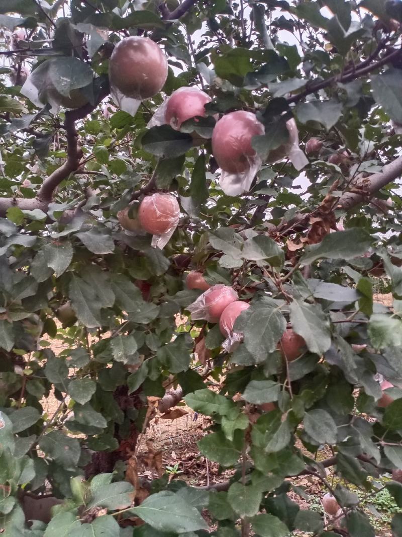 自家种的长枝富士苹果，未使用化肥，口感酸甜可口多汁