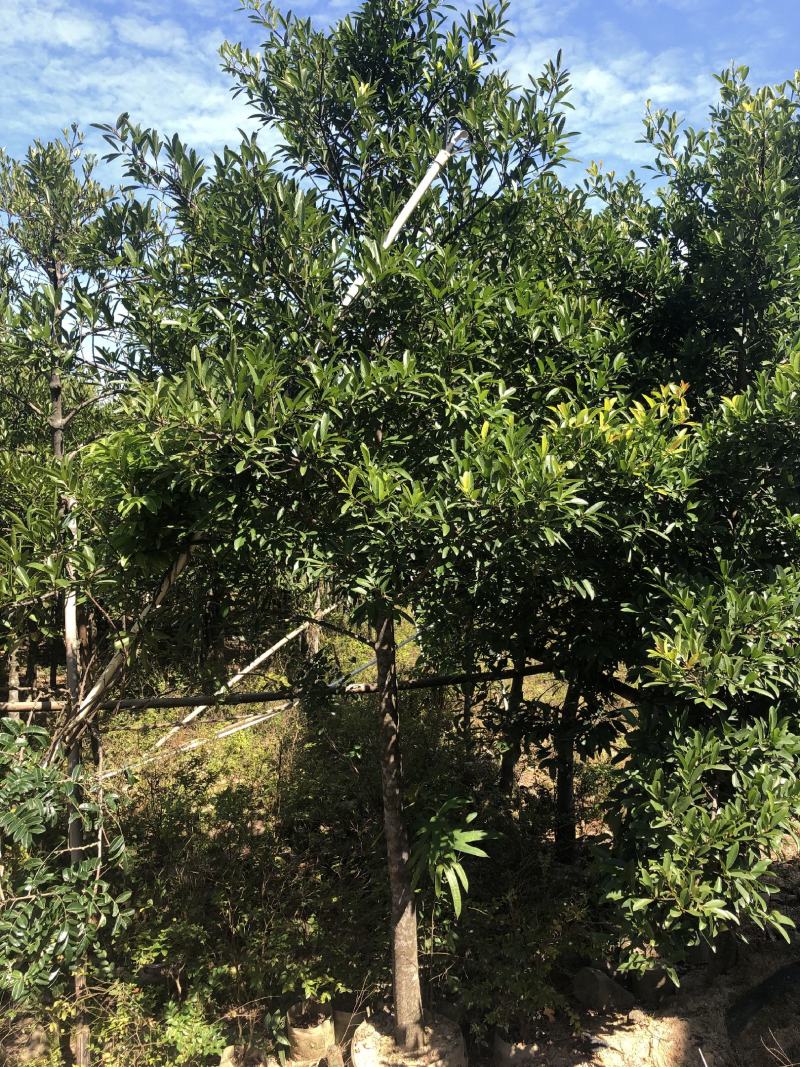 山竹苗岭南山竹苗南方黄金山竹苗绿化树嫁接苗