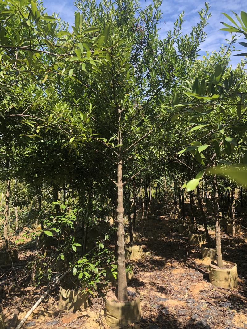 山竹苗岭南山竹苗南方黄金山竹苗绿化树嫁接苗