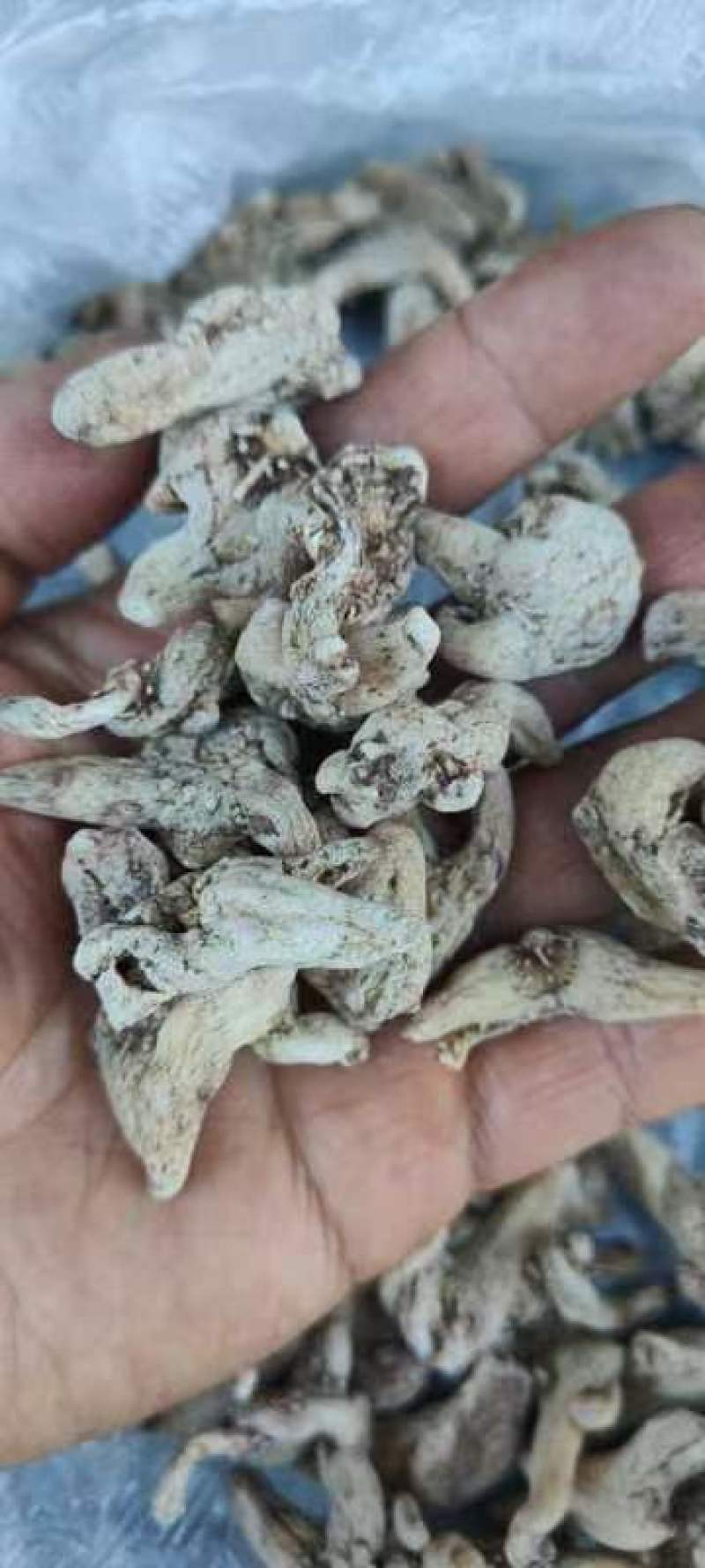 云南三叉白芨
