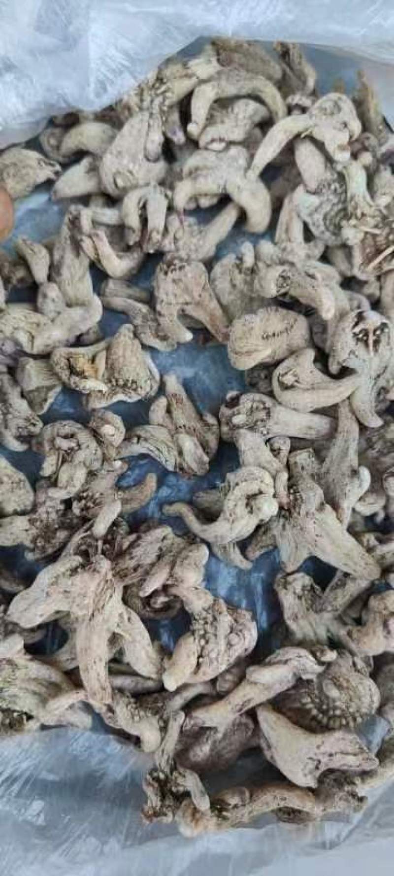 云南三叉白芨
