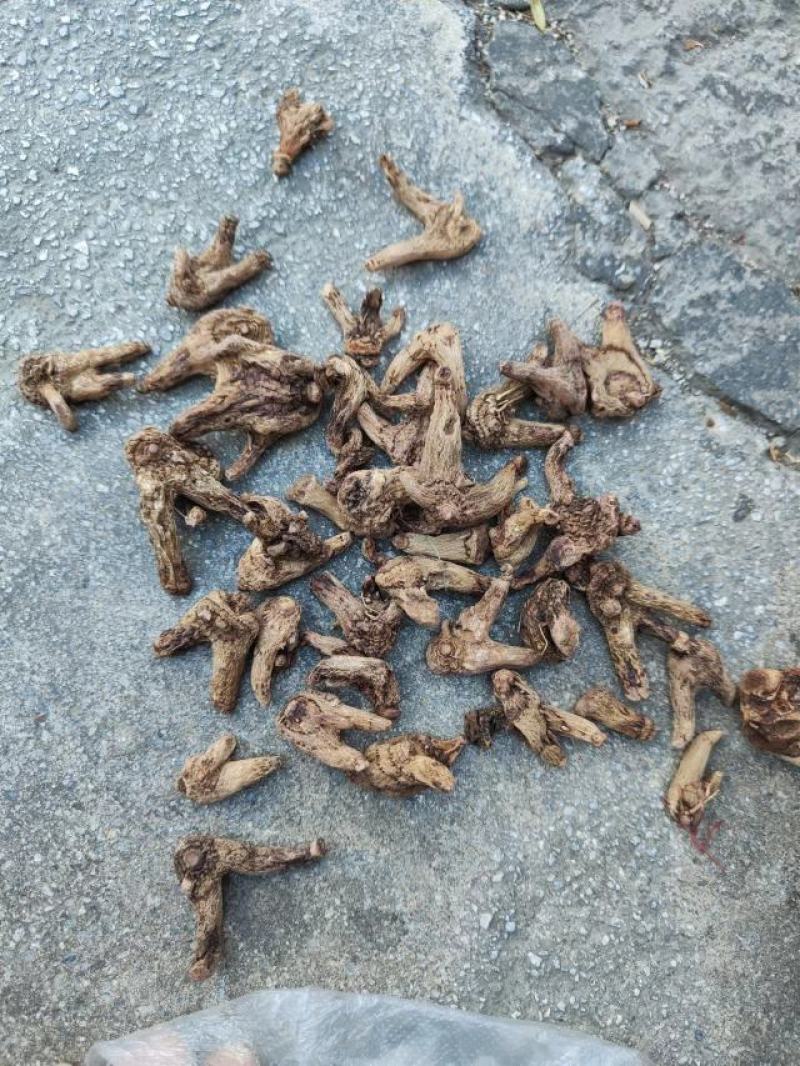 云南三叉白芨