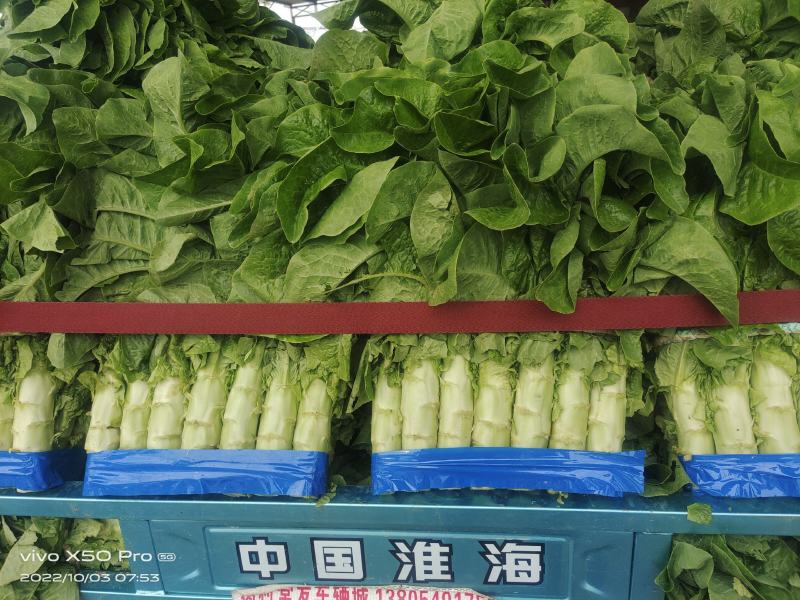 【精品】兰陵三清莴笋大量上市，五花五台不空心，产地直发