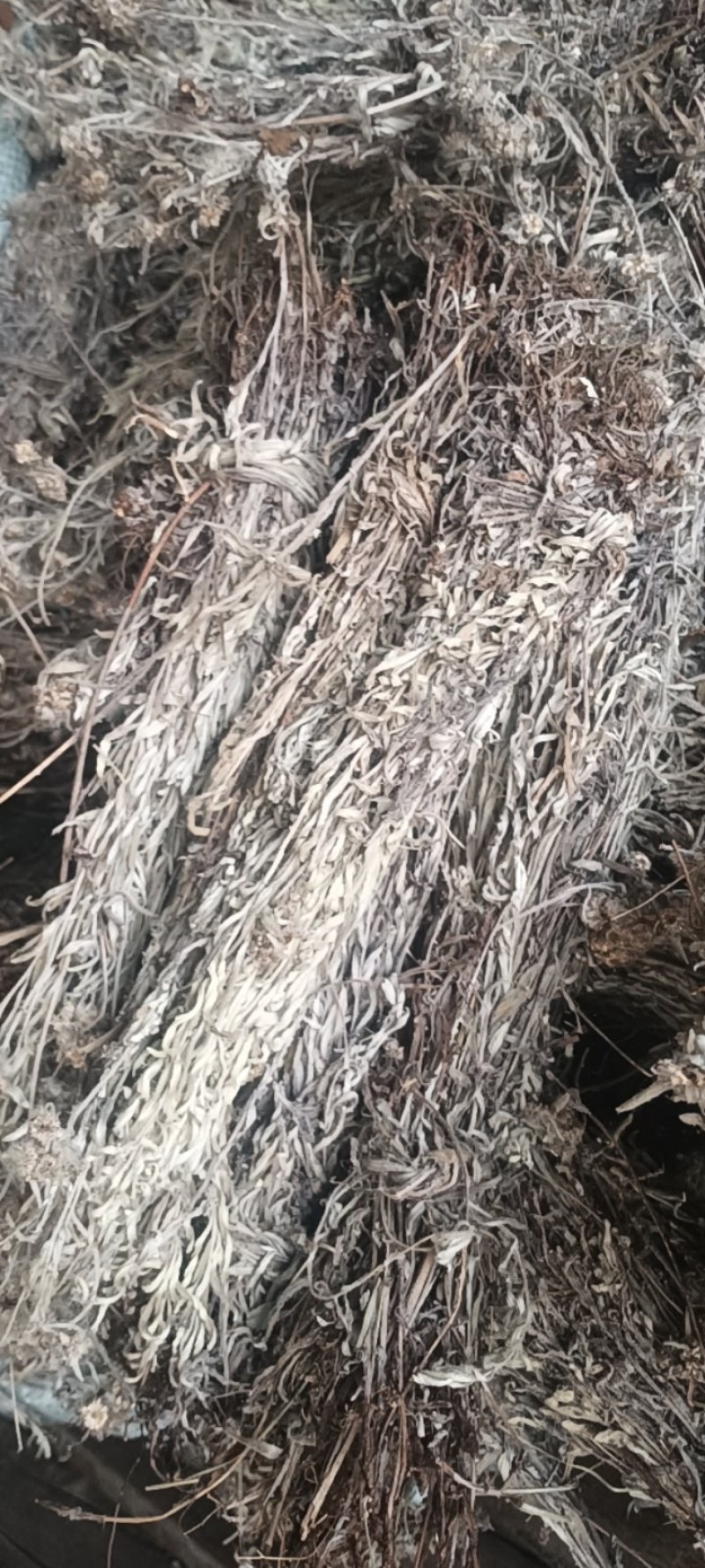老头草，护肝草，北刘记奴，益母草，四大足浴泡脚神草。