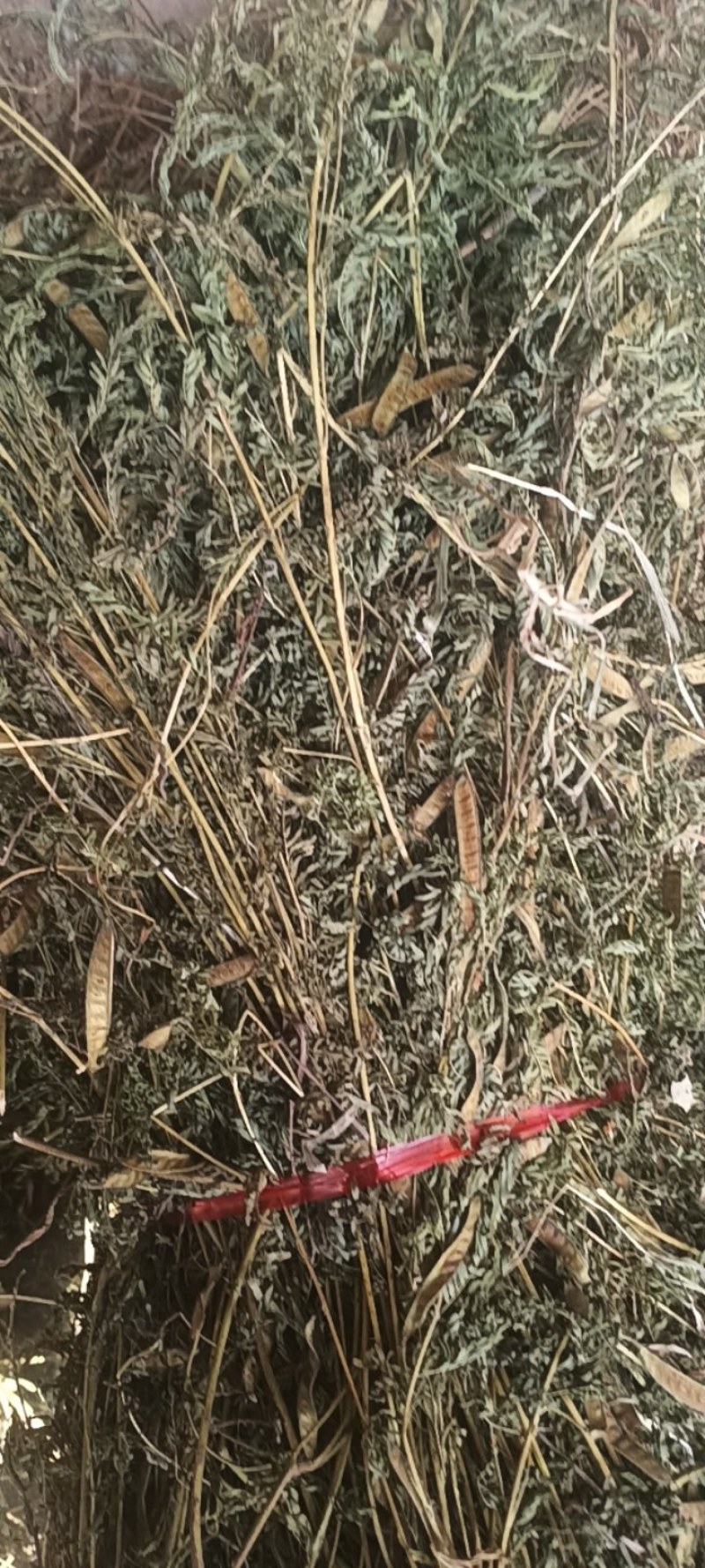 老头草，护肝草，北刘记奴，益母草，四大足浴泡脚神草。