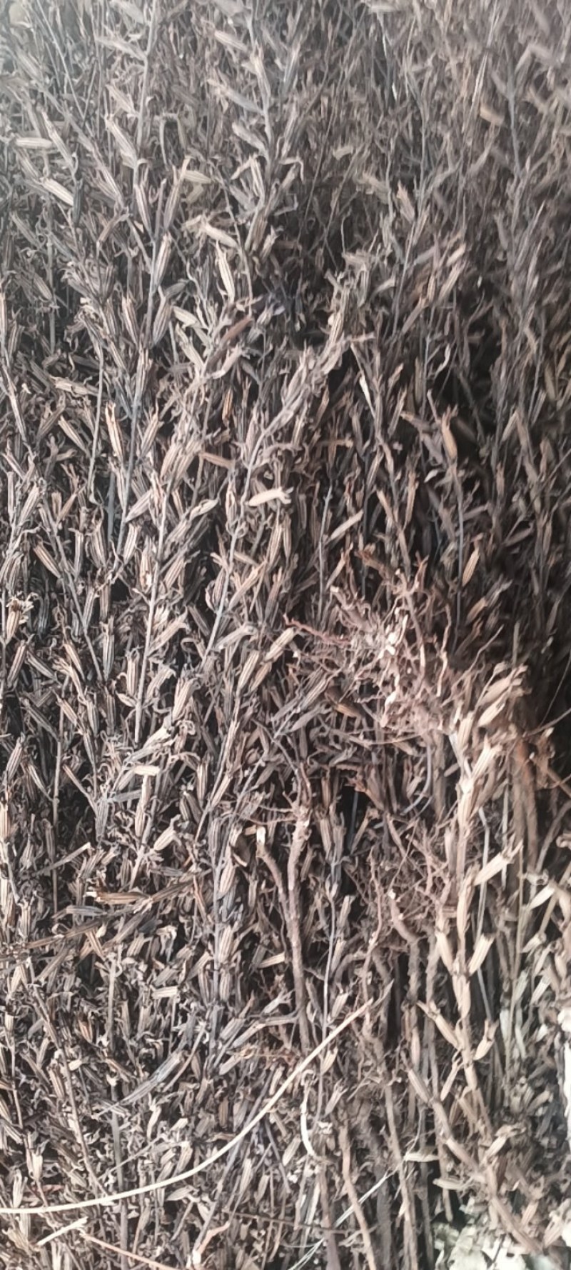 老头草，护肝草，北刘记奴，益母草，四大足浴泡脚神草。