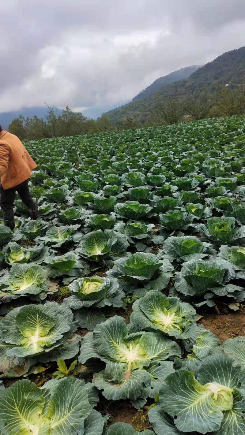 汉源高山包菜又甜又圆