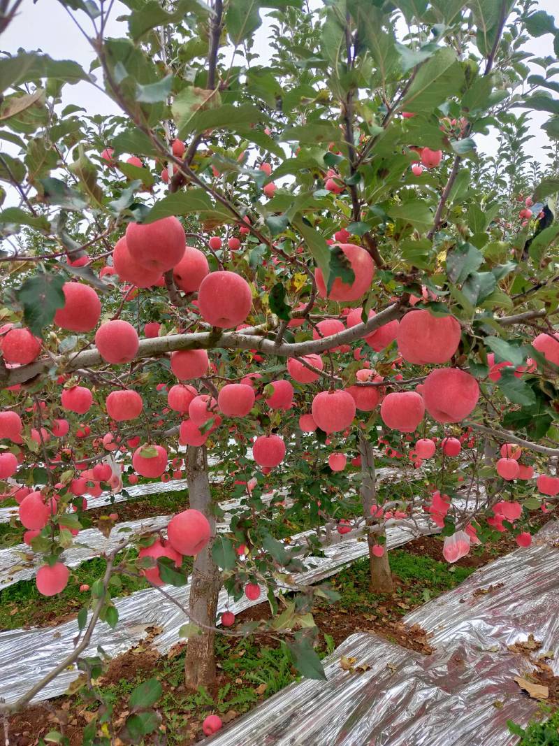 高山苹果70mm以上纸袋