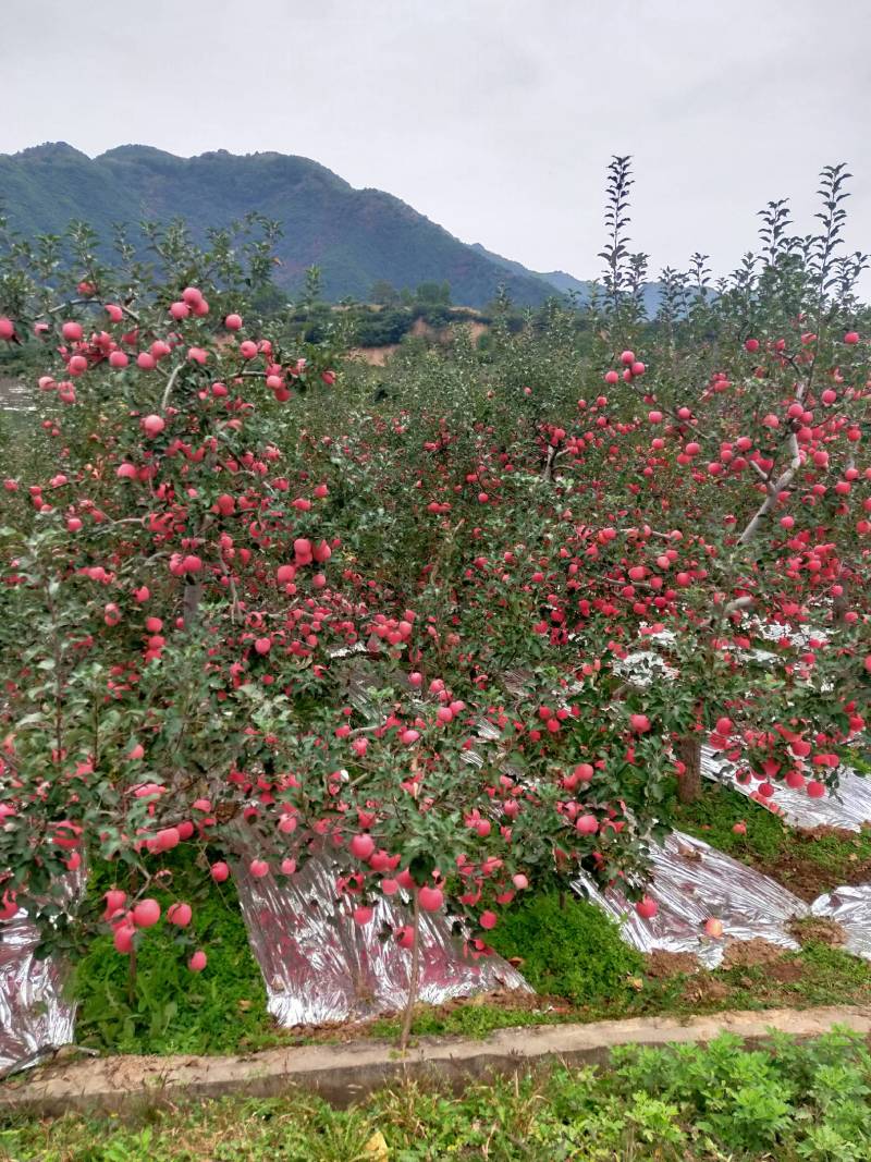 高山苹果70mm以上纸袋