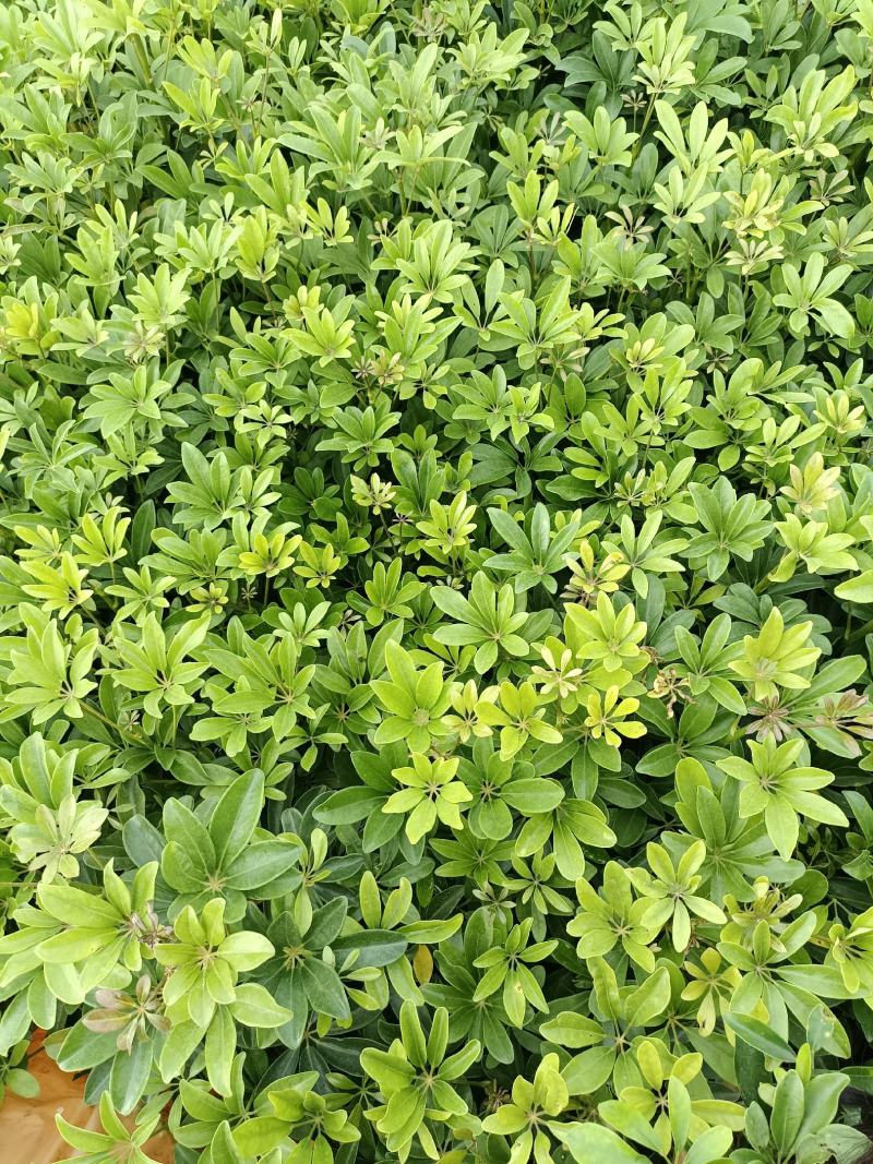 宜良县天成林苗圃大量提供及配送小袋鹅掌柴苗
