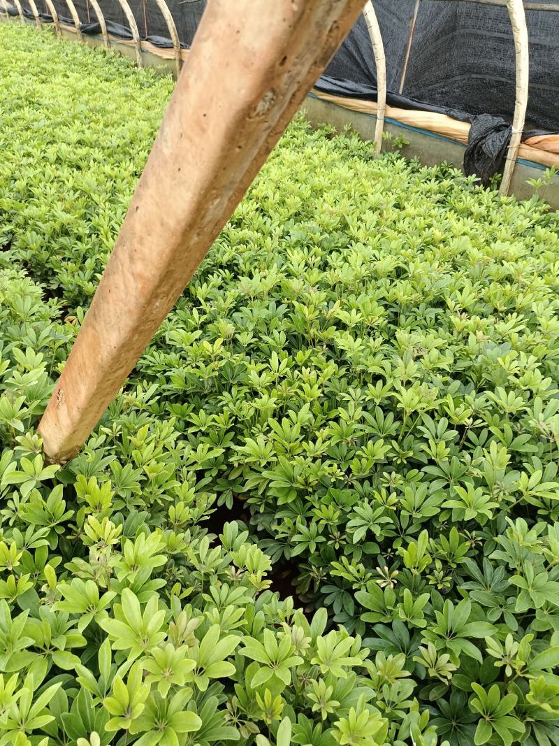 宜良县天成林苗圃大量提供及配送小袋鹅掌柴苗