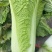 京绿白菜上市