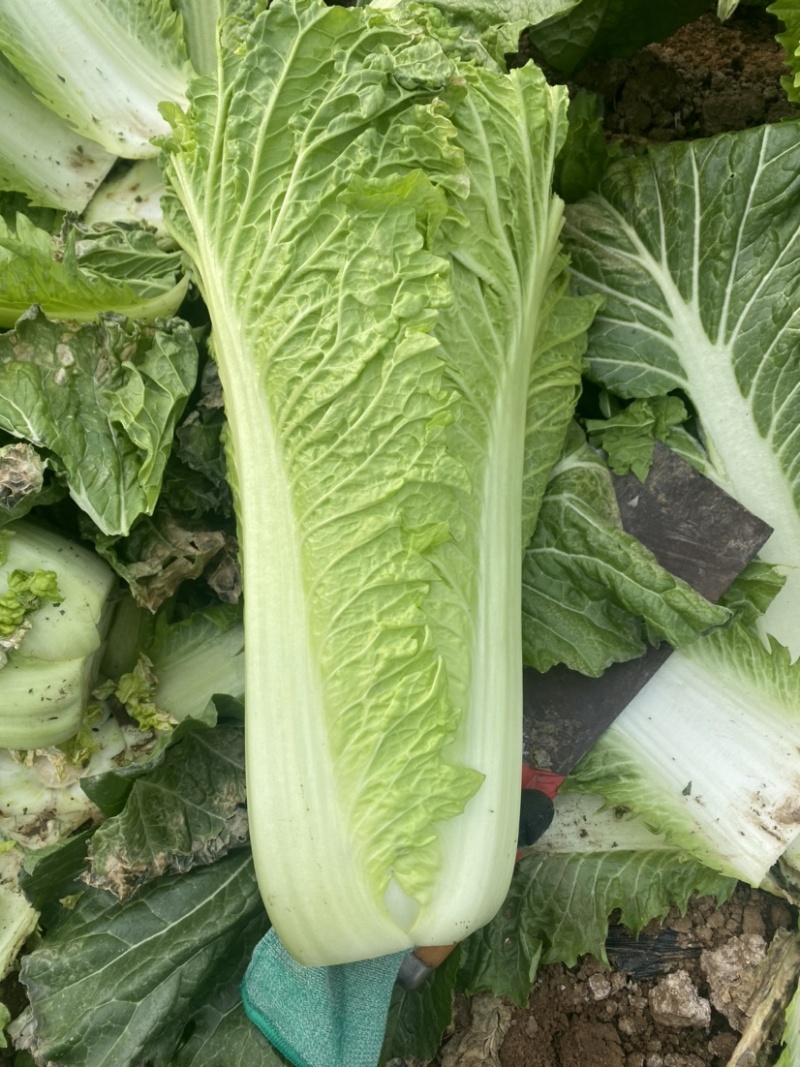 京绿白菜上市