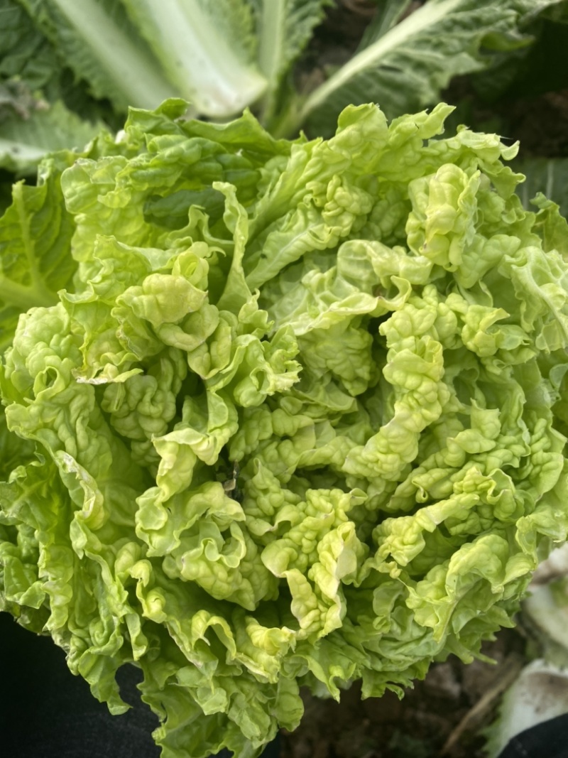 京绿白菜上市