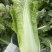 京绿白菜上市