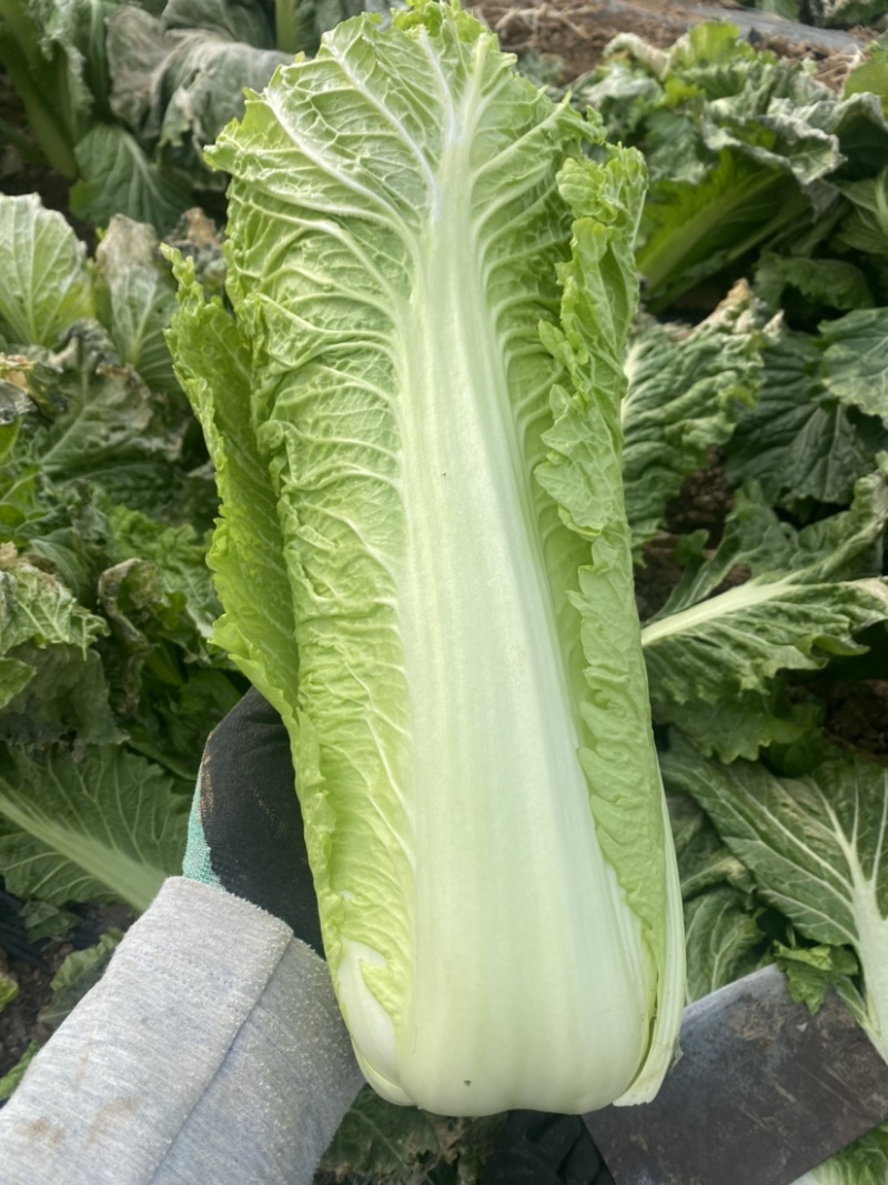 京绿白菜上市
