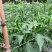 随行就市电议基地直供新鲜小米辣椒青辣椒指朝天椒蔬菜泡椒特