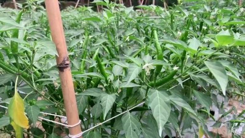 随行就市电议基地直供新鲜小米辣椒青辣椒指朝天椒蔬菜泡椒特