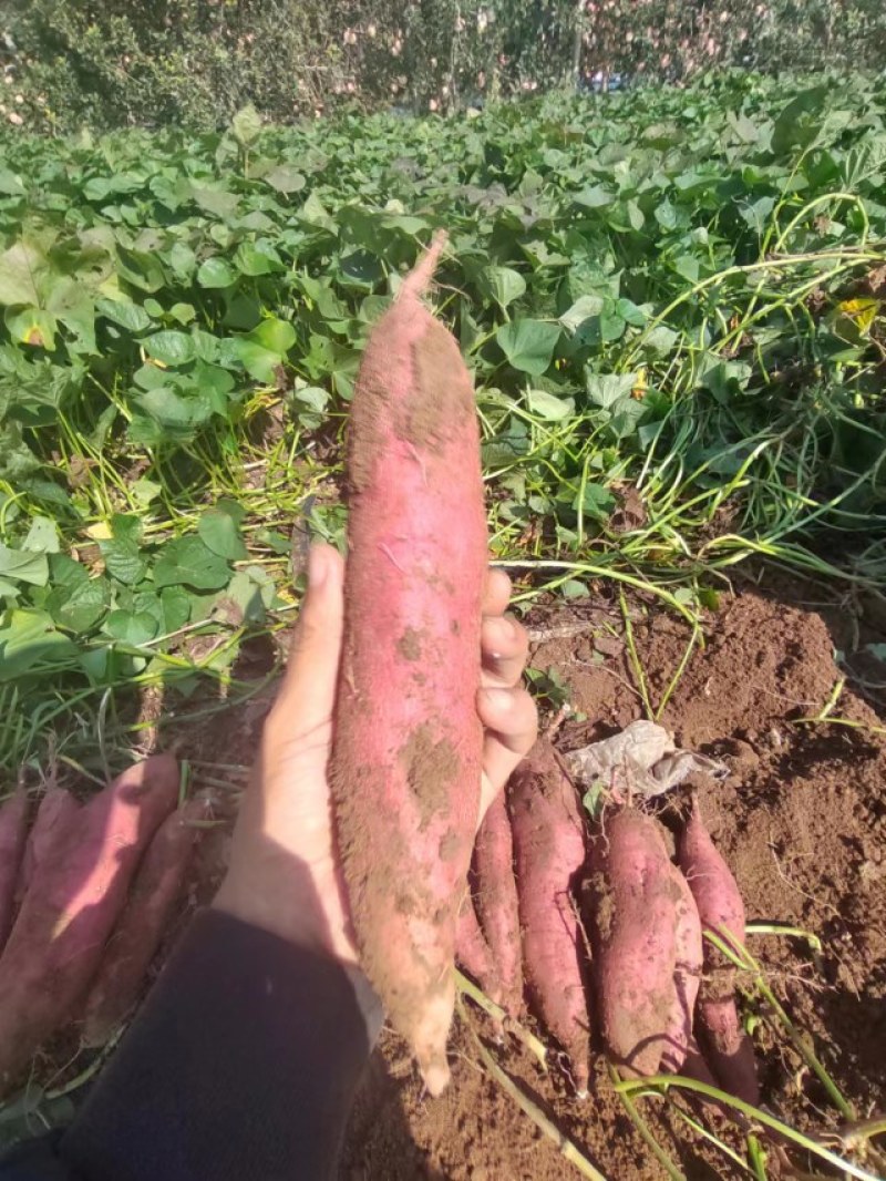 板栗薯红薯