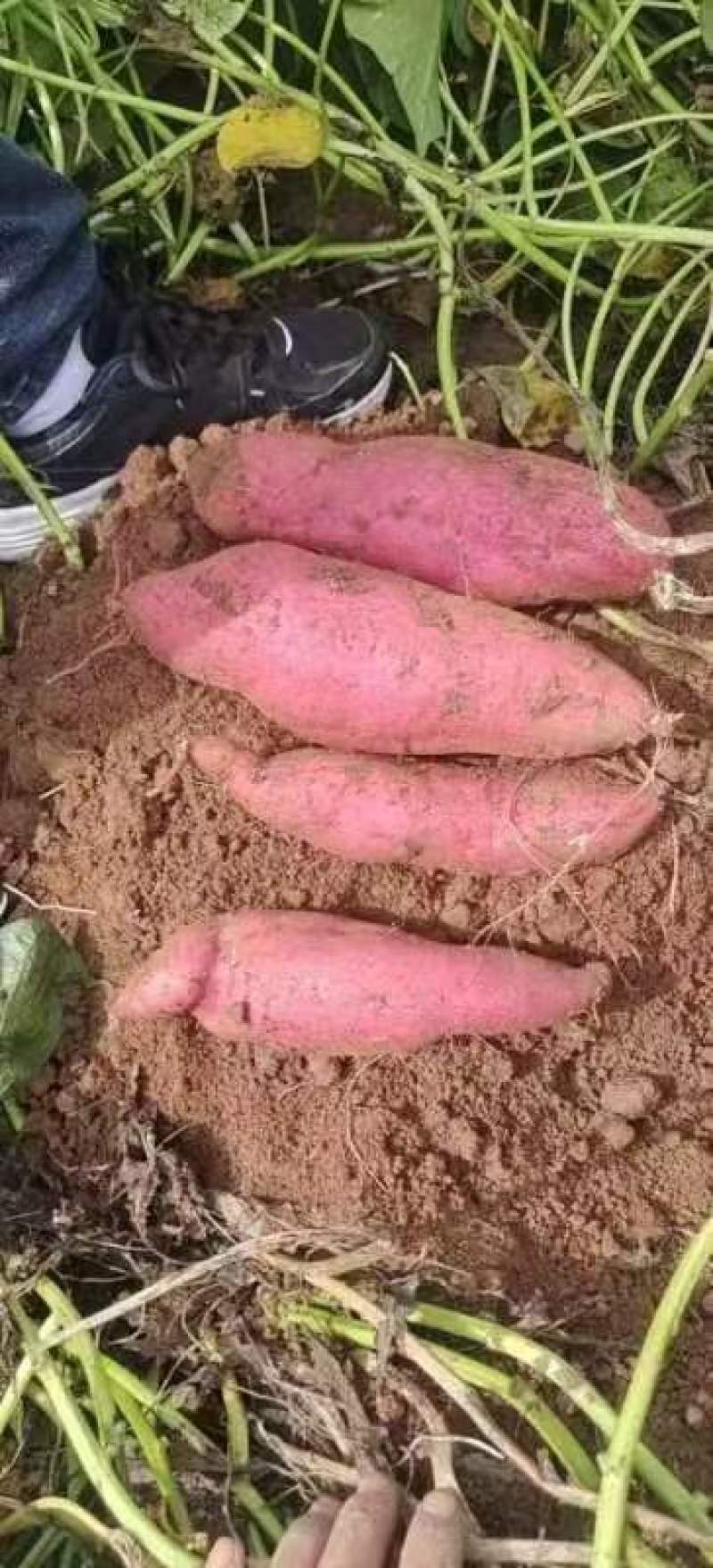 板栗薯红薯