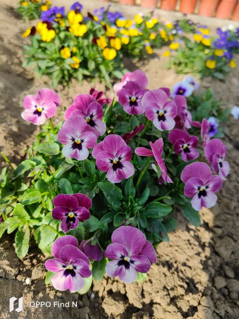 冬季花坛精灵品种角堇，角堇种苗预售发货批发价格