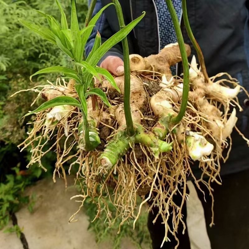 多花甜系姜黄精苗不倒苗基地直发可现场选苗