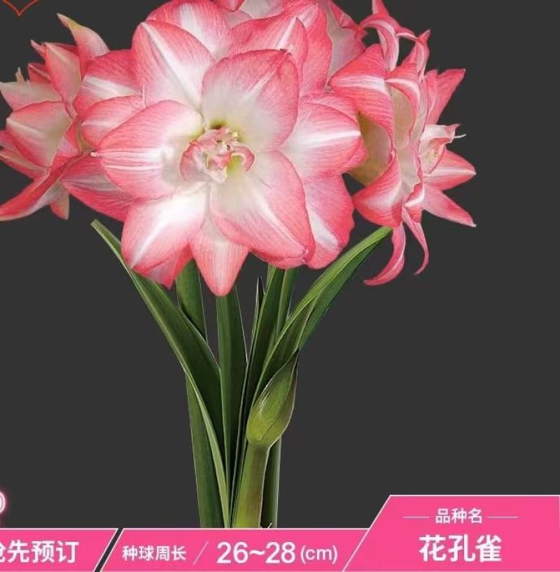 荷兰进口朱顶红，荷兰进口朱顶红种球，现货出售