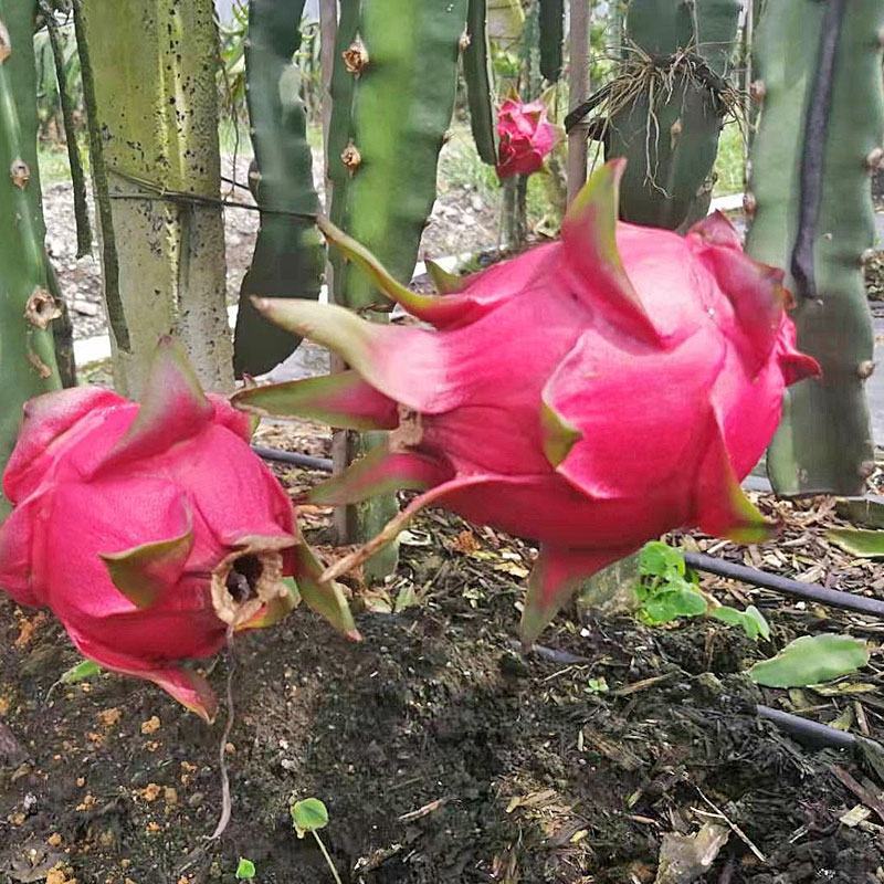 产地发货红心火龙果金都一号欢迎电商平台量大从优长期供货