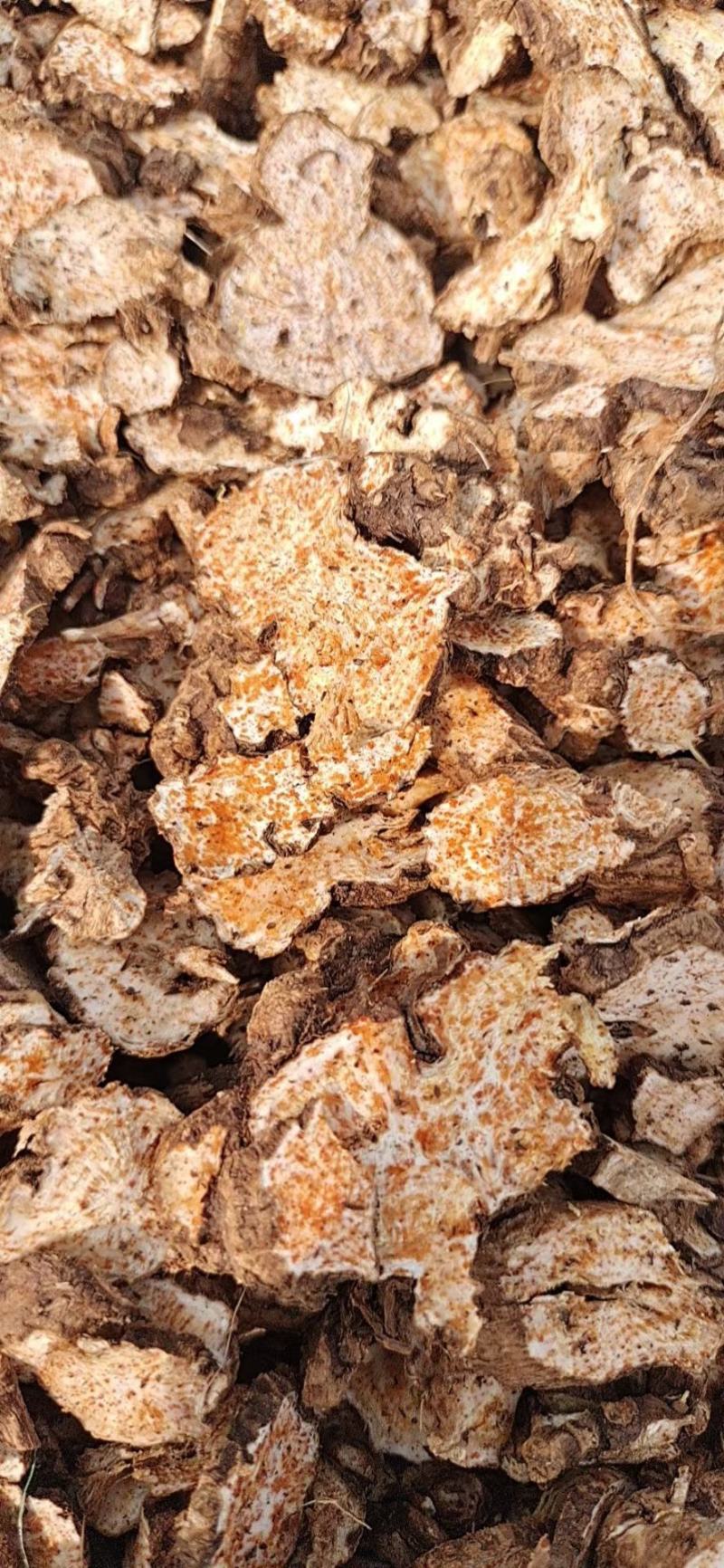 赤峰喀旗道地北苍术种子，自然成熟颗粒饱满。