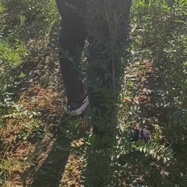 酸枣苗