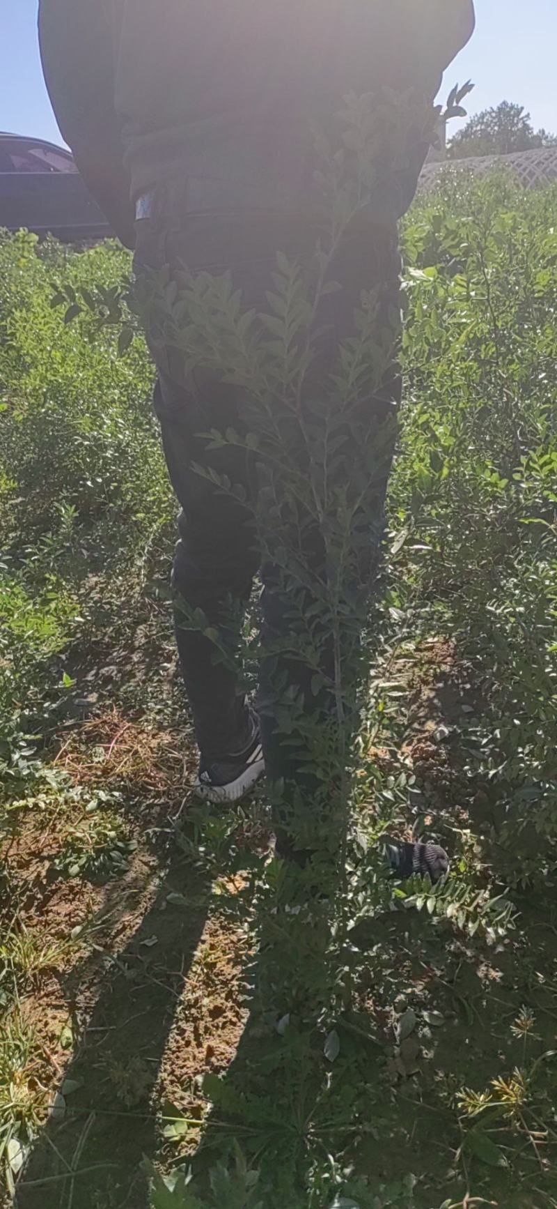 酸枣苗