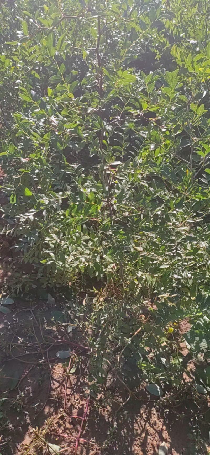 酸枣苗