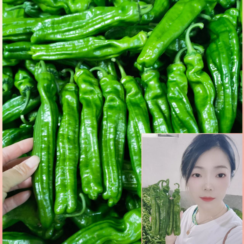 推荐山东薄皮椒大青椒芜湖椒对接电商市场欢迎随行就市