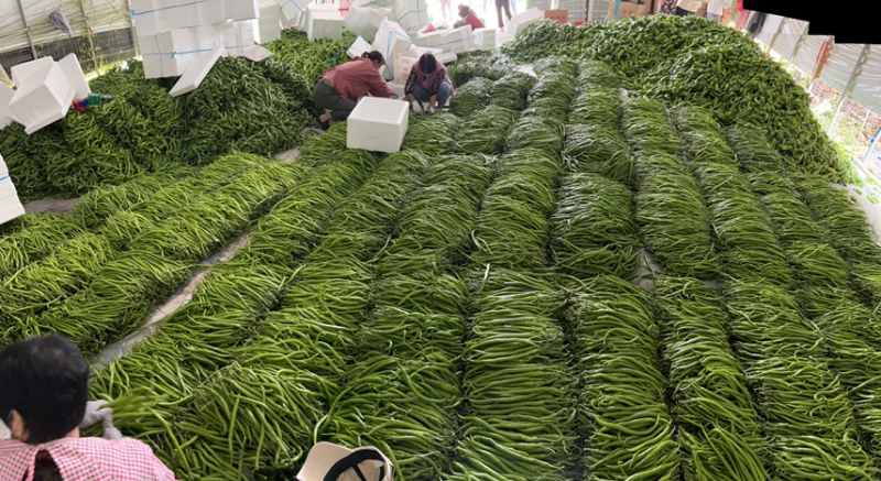 「精选」山东线椒大量供应代发全国各地品质保证