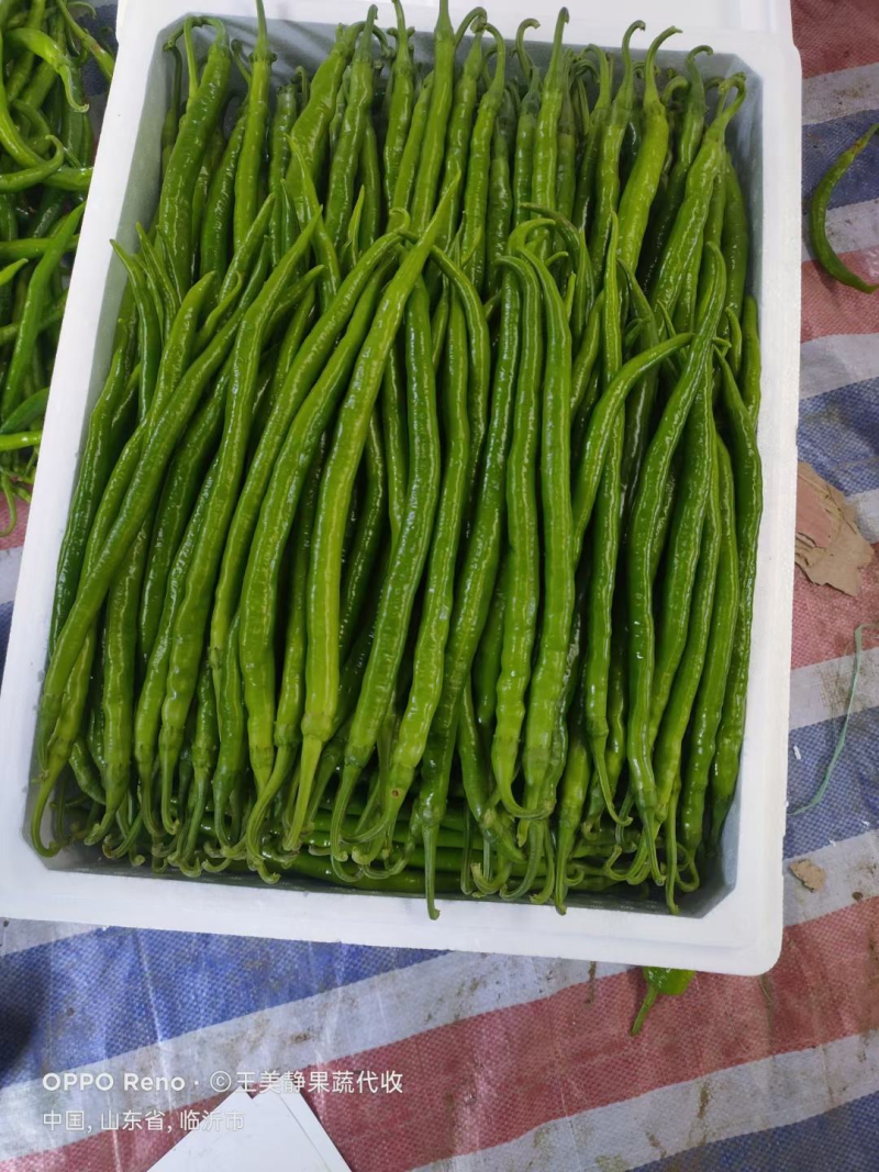 「精选」山东线椒大量供应代发全国各地品质保证
