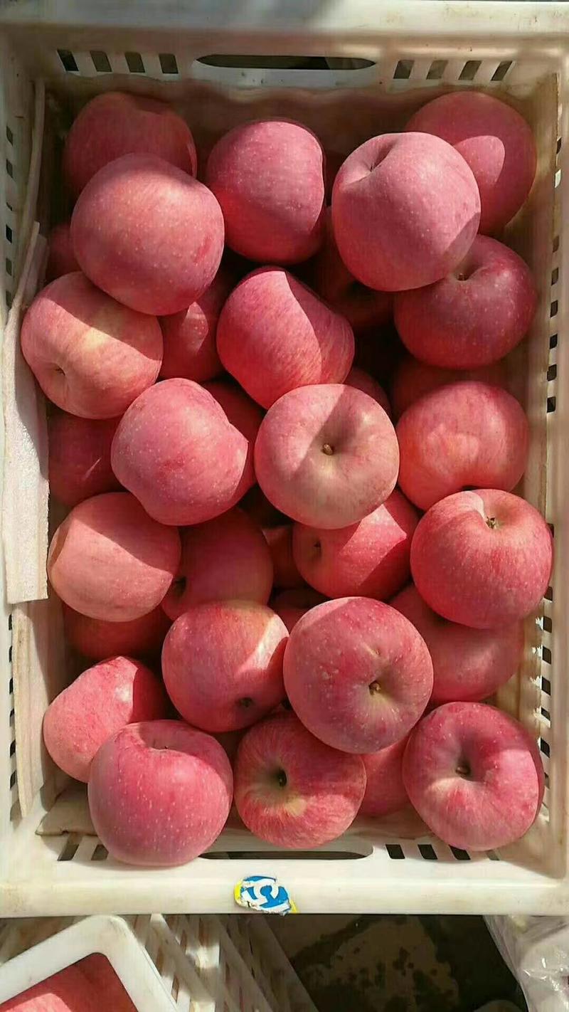 精品【红富士苹果】农户一手货源！品种齐全！全国发货！
