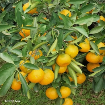 资阳雁江蜜橘