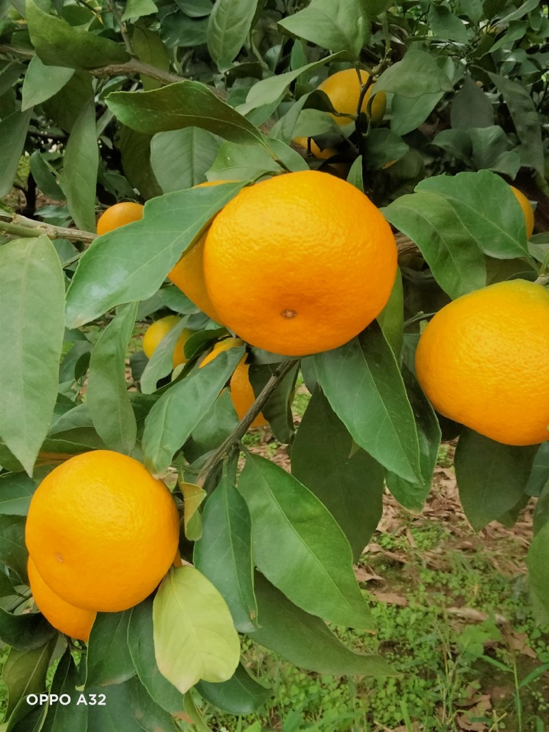 资阳雁江蜜橘