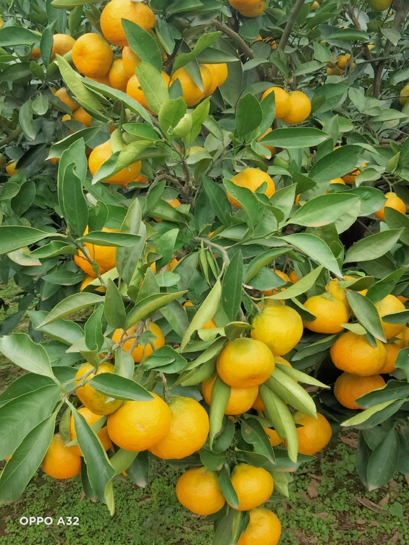资阳雁江蜜橘
