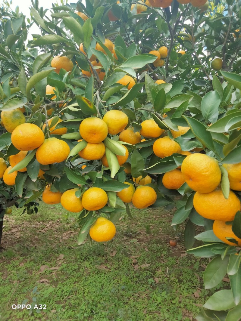 资阳雁江蜜橘