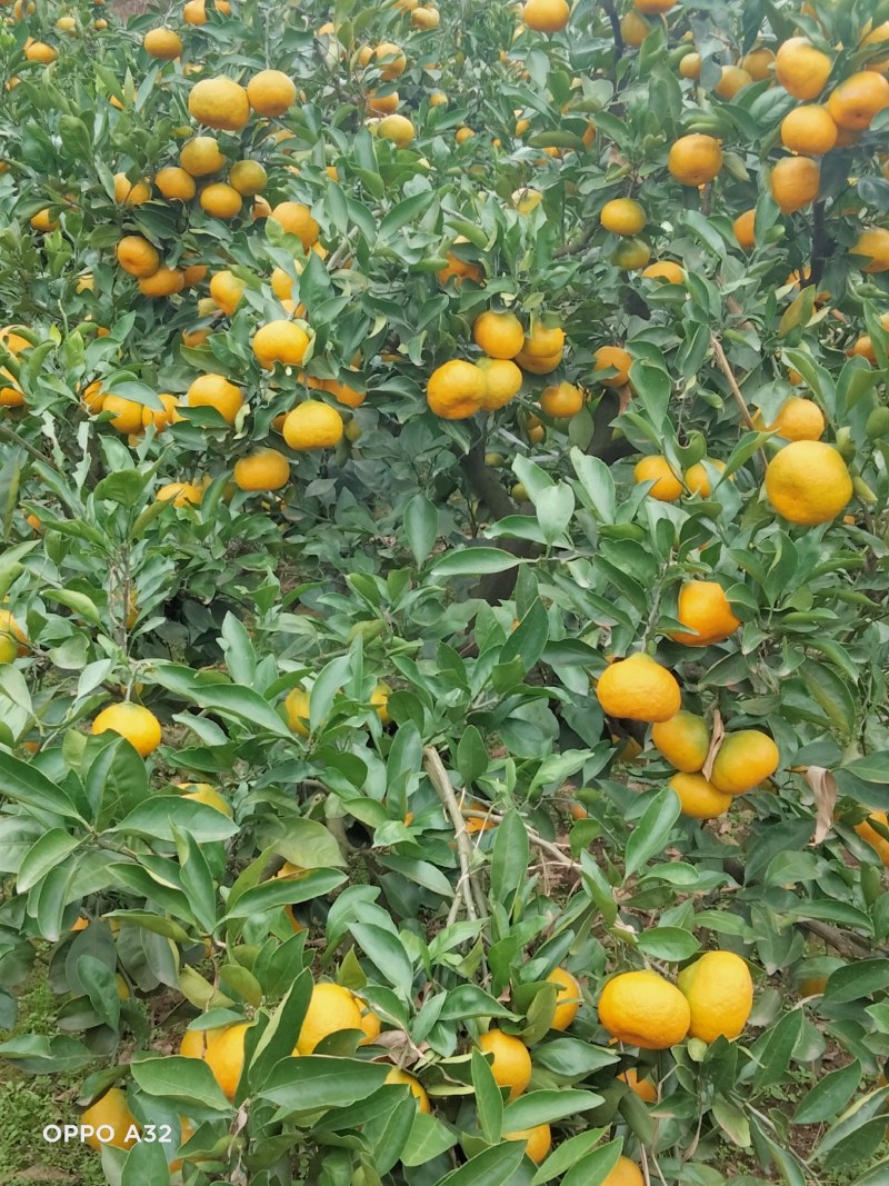 资阳雁江蜜橘