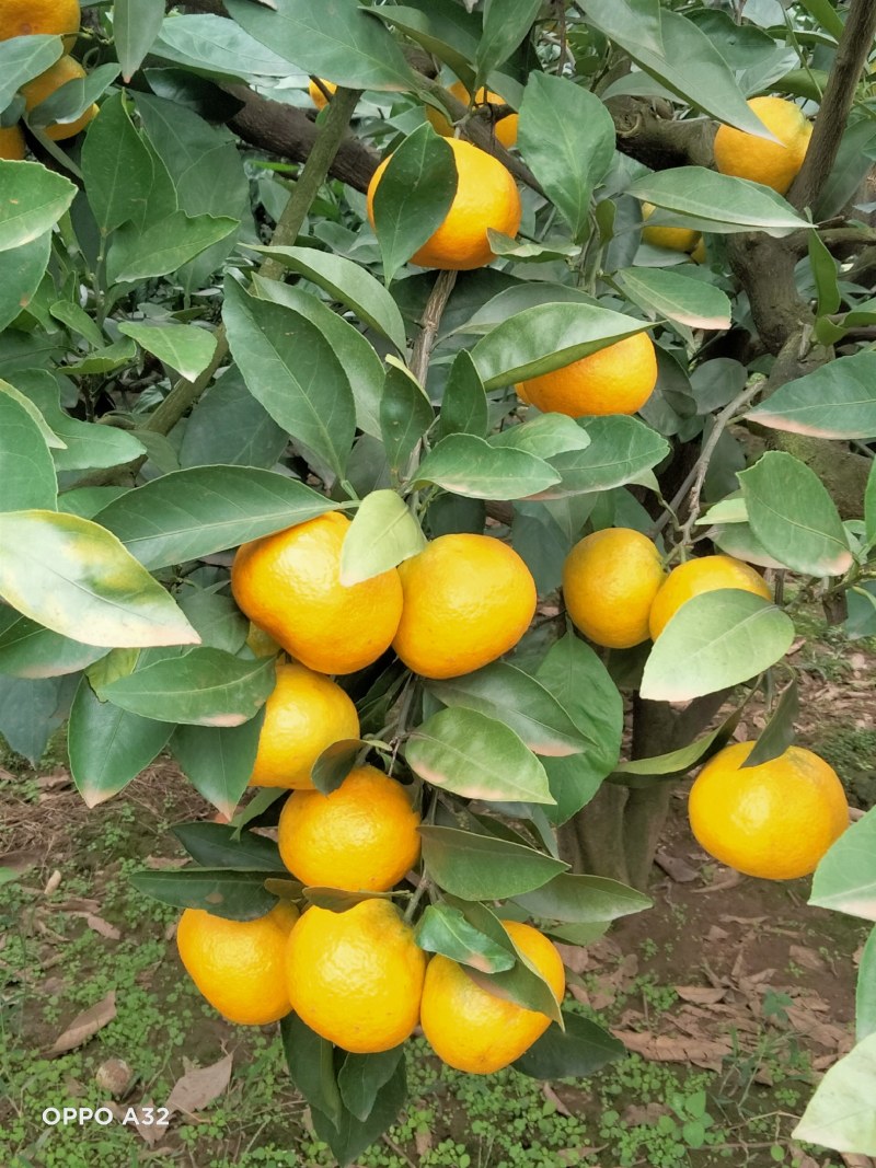 资阳雁江蜜橘