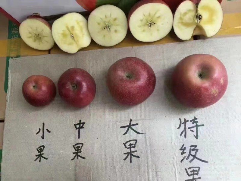 丑苹果，大凉山盐源糖心苹果，离太阳*近，离城市*远现采摘